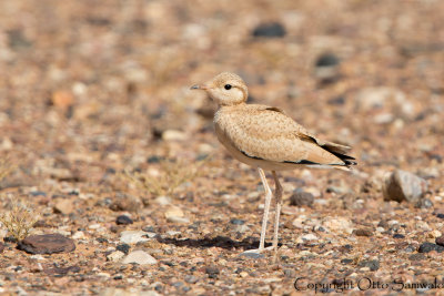 Cream-coloured Courser - Cursorius cursor