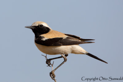 Desert Wheatear - Oenanthe deserti