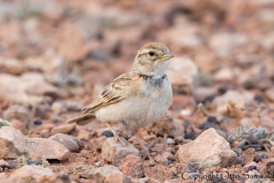 Greater Short-toed Lark - Calandrella brachydactyla