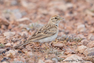 Greater Short-toed Lark - Calandrella brachydactyla