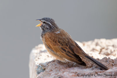 House Bunting - Emberiza sahari