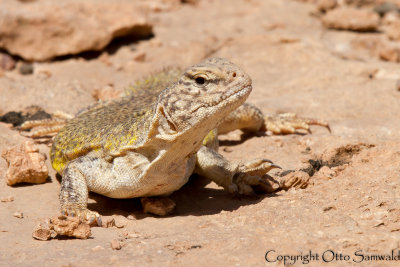 Uromastyx acanthinura