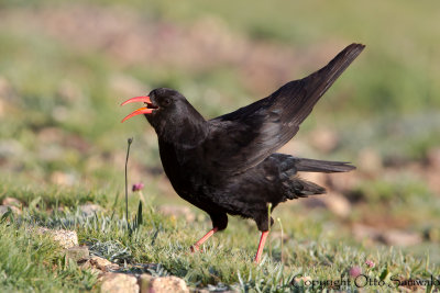 Red-billed Chough - Pyrrhocorax pyrrhocorax