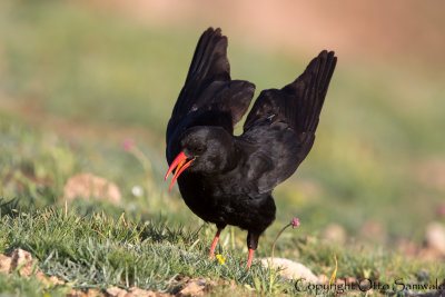 Red-billed Chough - Pyrrhocorax pyrrhocorax