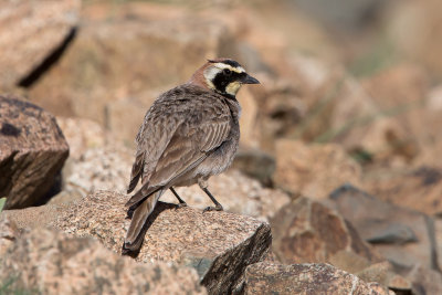 Horned Lark - Eremophila alpestris atlas