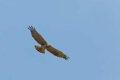 Short-toed Eagle - Circaetus gallicus