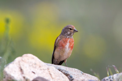 Common Linnet - Carduelis cannabina