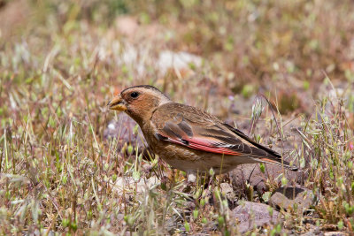 Crimson-winged Finch - Rhodopechys sanguinea alienus