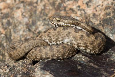 Atlas Mountain Viper - Vipera monticola