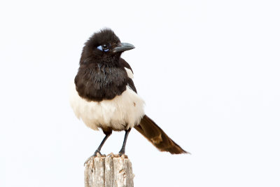 Common Magpie - Pica pica mauritanica