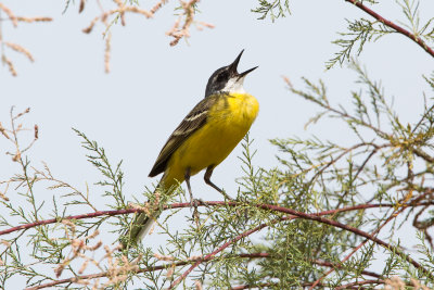 Yellow Wagtail - Motacilla flava iberiae