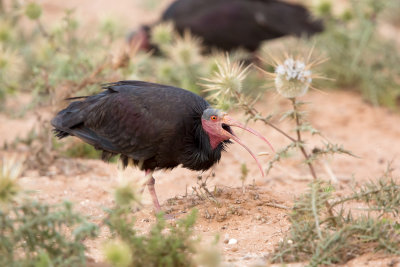 Bald Ibis - Geronticus eremita