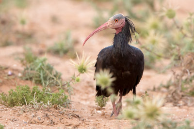 Bald Ibis - Geronticus eremita