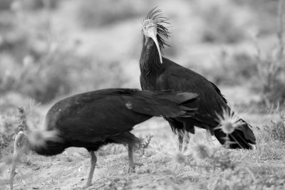 Bald Ibis - Geronticus eremita