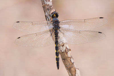 Ringed Cascader - Zygonyx torridus