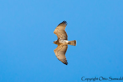 Short-toed Eagle - Circaetus gallicus