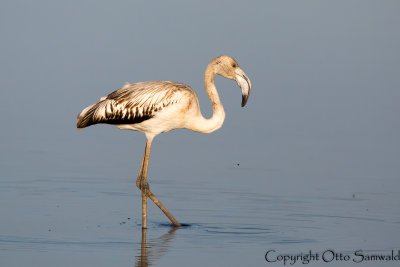 Greater Flamingo - Phoenicopterus roseus