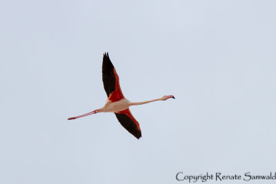 Greater Flamingo - Phoenicopterus roseus