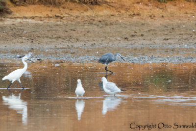 Western Reef Egret x Little Egret - Egretta gularis x Egretta garzetta