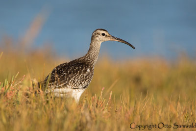 Whimbrel - Numenius phaeopus