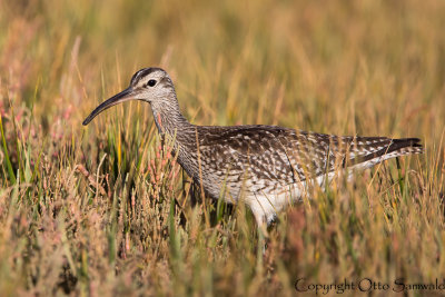 Whimbrel - Numenius phaeopus