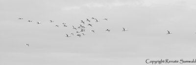 Eurasian Spoonbill - Platalea leucorodia