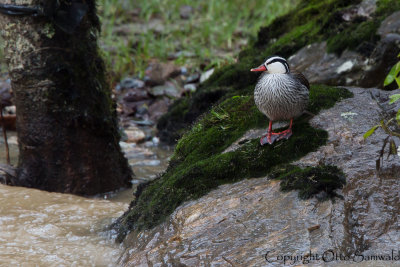 Torrent Duck - Merganetta armata