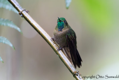 Tyrian Metaltail - Metallura tyrianthina