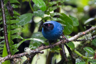 Masked Flowerpiecer - Diglossopis cyanea