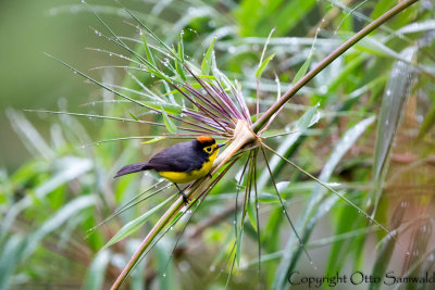 Spectacled Whitestart - Myioborus melanocephalus