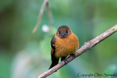 Cinnamon Flycatcher - Pyrrhomyias cinnamomea