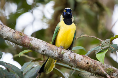 Inca Jay - Cyanocorax yncas