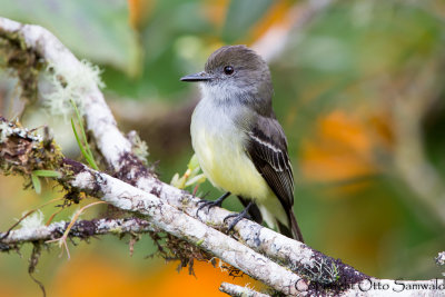 Pale-edged Flycatcher - Myiarchus cephalotes