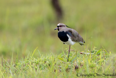 Southern Lapwing - Vanellus chilensis