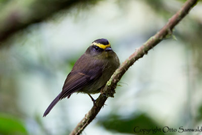 Yellow-bellied Chat-Tyrant - Ochthoeca diadema