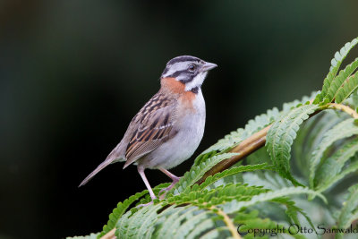 Rufous-collared Sparrow - Zonotrichia capensis