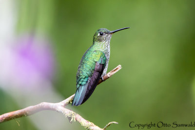 Many-spotted Hummingbird - Taphrospilus hypostictus
