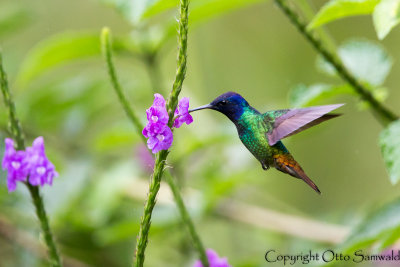 Golden-tailed Sapphire - Chrysuronia oenone