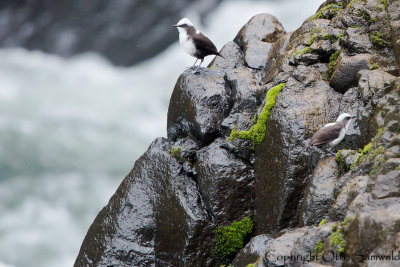 White-capped Dipper - Cinclus leucocephalus