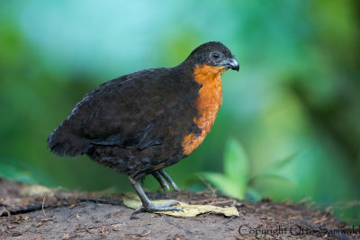 Dark-backed Wood-Quail - Odontophorus melanonotus