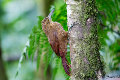 Strong-billed Woodcreeper - Xiphocolaptes promeropirohynchus