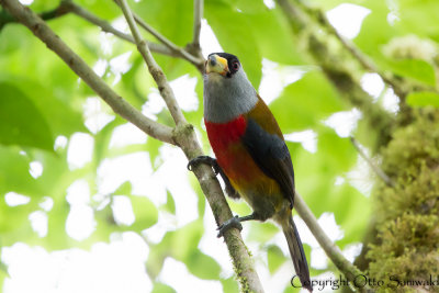 Toucan Barbet - Semnornis ramphastinus