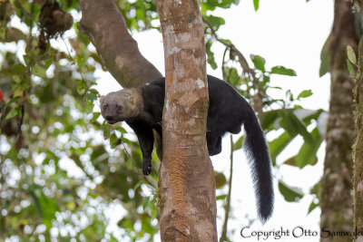 Tayra - Eira barbara