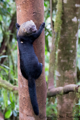 Tayra - Eira barbara