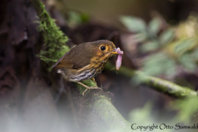 Ochre-breasted Antpitta - Grallaricula flavirostris