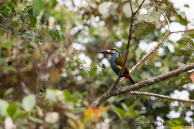 Plate-billed Mountain-Toucan - Andigena laminirostris