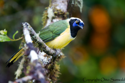 Inca Jay - Cyanocorax yncas