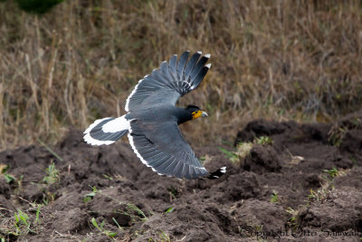 Caracara - Phalcoboenus carunculatus