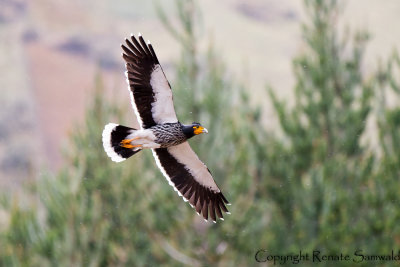 Caracara - Phalcoboenus carunculatus