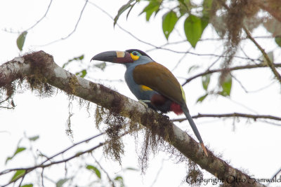 Plate-billed Mountain-Toucan - Andigena laminirostris